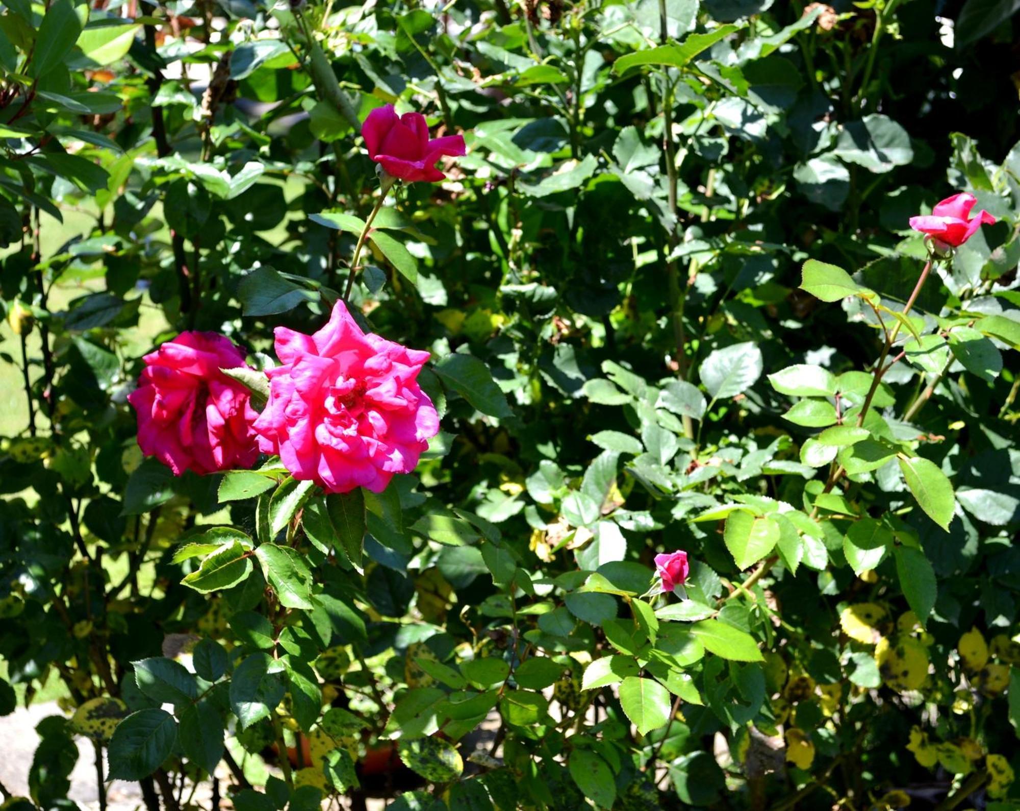 Guest House Diabora Arbanassi Zimmer foto